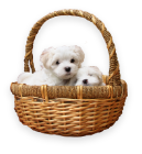 Product Title 04